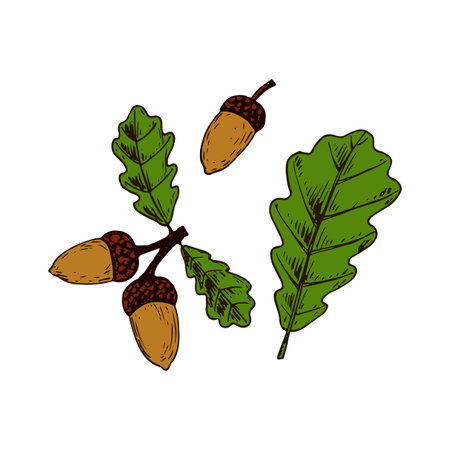 Hand drawn oak leaves and acorns isolated on white background. Vector illustration. Realistic colored sketchのイラスト素材