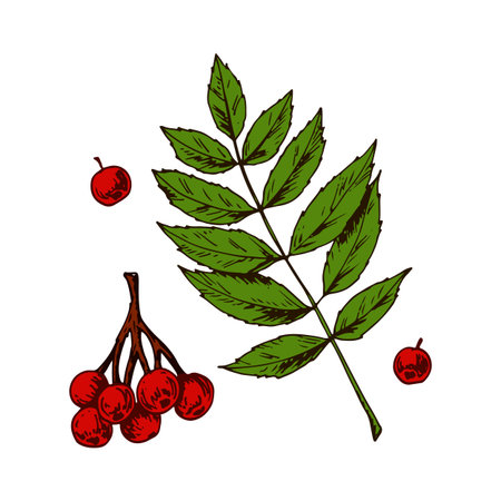 Hand drawn rowan leaves and berries isolated on white background. Vector illustration. Realistic colored sketchのイラスト素材