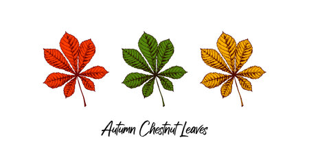 Set of hand drawn multicolored autumn chestnut leaves isolated on white background. Vector illustration. Realistic colored sketchのイラスト素材
