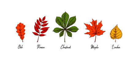 Hand drawn chestnut, oak, rowan, maple, linden autumn leaves isolated on white background. Vector illustration. Realistic colored sketchのイラスト素材