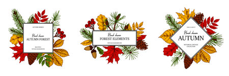 Set of hand drawn square autumn botanical frame with leaves, cones, fir tree branches and berries. Vector illustration in colored sketch style isolated on white. Space for textのイラスト素材
