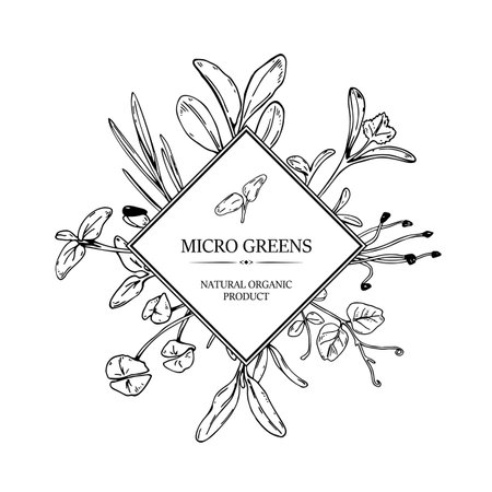 Hand drawn micro greens botany square frame. Healthy vegetarian and vegan food design for company logo, print, packages. Vector illustration in sketch styleのイラスト素材