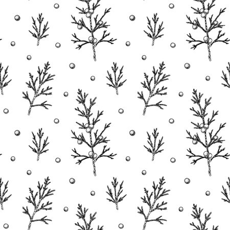 Seamless pattern with hand drawn juniper branches and berries isolated on white background. Vector illustration in vintage sketch styleのイラスト素材