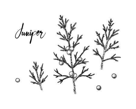 Set of hand drawn juniper branches with berries isolated on white background. Vector illustration in sketch styleのイラスト素材
