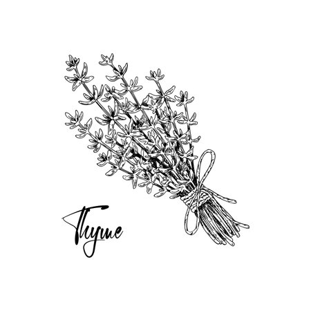 Hand drawn bunch of thyme tied with a rope with a bow isolated on white. Medical herb illustration in sketch stile. Vector illustrationのイラスト素材