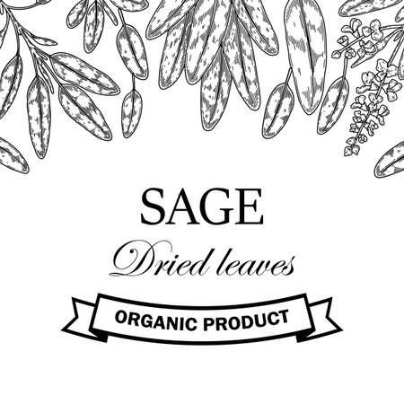Hand drawn sage design. Vector illustration in sketch styleのイラスト素材