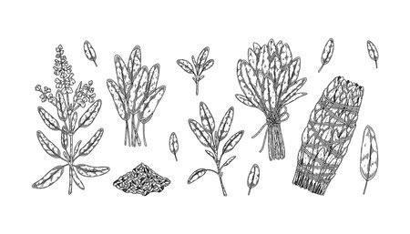 Set of hand drawn sage branches and leaves. Vector illustration in sketch styleのイラスト素材