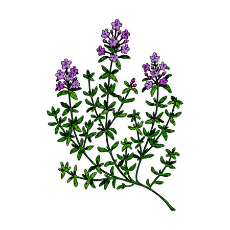 Hand drawn thyme branch in bloom. Vector illustration isolated on white. Botanical herbal plant in vintage colored sketch style. Thymus vulgaris.のイラスト素材