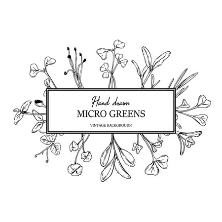 Hand drawn micro greens botany square frame. Healthy vegetarian and vegan food designのイラスト素材