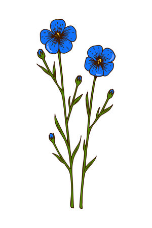 Hand drawn colored botanical vector illustration of a blooming flax. Meadow plant drawingのイラスト素材