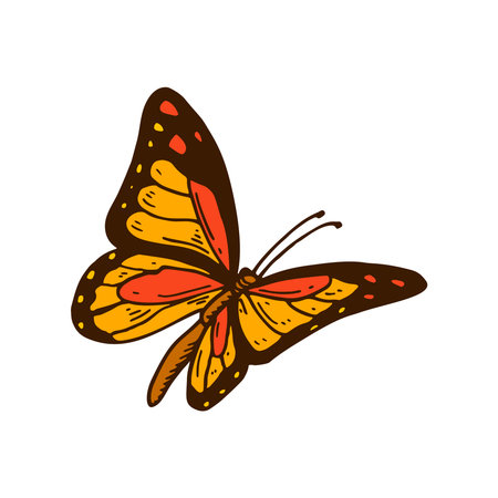 Hand drawn colorful orange Monarch butterfly. vector illustrationのイラスト素材