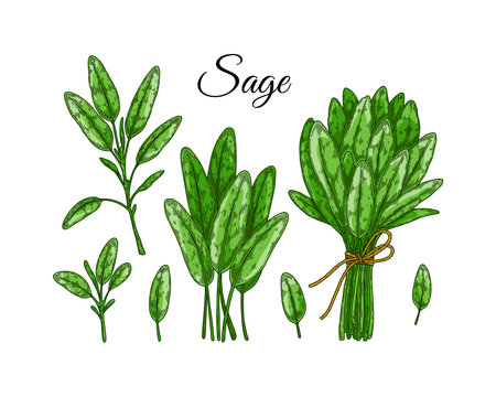 Set of sage design elements. Hand drawn greens and leaf vegetables. vector illustration in colored sketch styleのイラスト素材