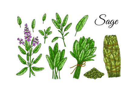 Set of sage design elements. Hand drawn greens and leaf vegetables. vector illustration in colored sketch styleのイラスト素材