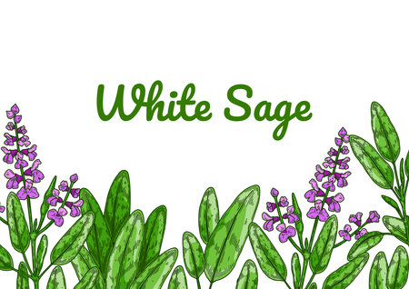 Colorful sage design with green leaves and flowers. vector illustration in colored sketch styleのイラスト素材
