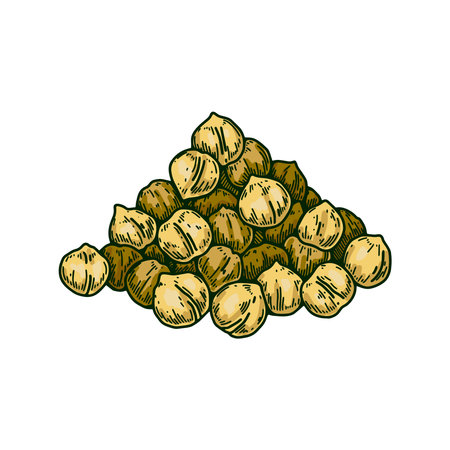 Hand drawn handful of chickpeas beans. Colorful botany vector illustration in sketch styleのイラスト素材