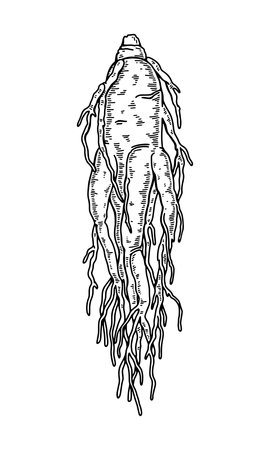 Hand drawn wild ginseng root isolated on white background. Botanical vector illustration in sketch style for packaging, logo, scientific articles designのイラスト素材