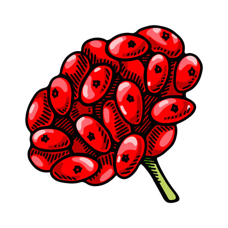 Hand drawn wild ginseng berries isolated on white background. Botanical vector illustration in colored sketch style for packaging, logo, scientific articles designのイラスト素材