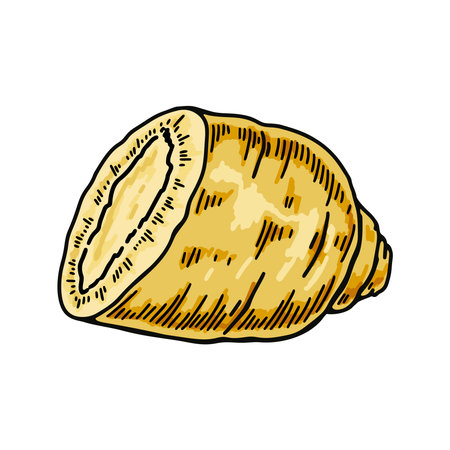 Hand drawn wild ginseng root isolated on white background. Botanical vector illustration in colored sketch style for packaging, logo, scientific articles designのイラスト素材