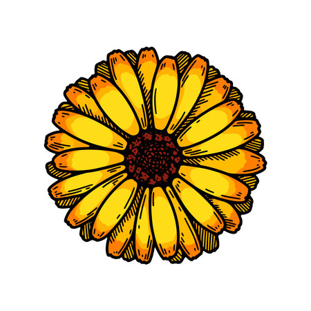 Hand drawn calendula flowering plant isolated on white background. Vector illustration in colored sketch style. botanical design elementのイラスト素材