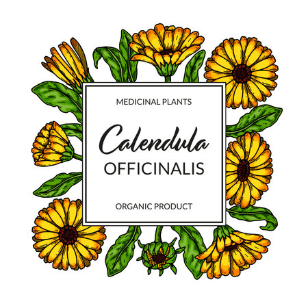 Calendula frame with hand drawn elements. Vector illustration in sketch style. vintage packaging designのイラスト素材