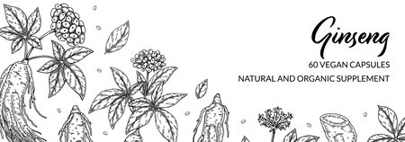 Ginseng horizontal design. Hand drawn botanical vector illustration in sketch style. Can be used for packaging, label, badge. herbal medicine backgroundのイラスト素材