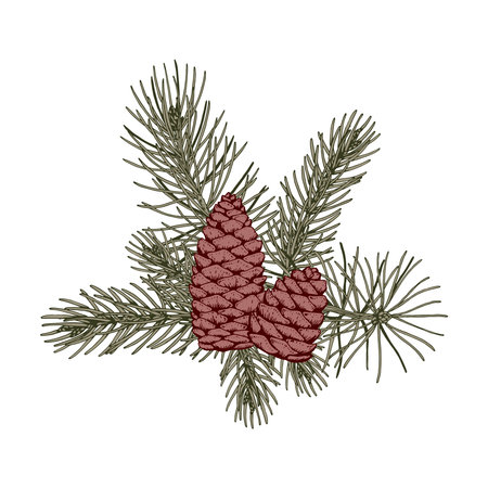 Christmas botanical composition with pine tree branches and cones. Vector illustration in sketch style isolated on white backgroundのイラスト素材