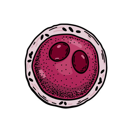 Myeloblast blood cell isolated on white background. Hand drawn scientific microbiology vector illustration in sketch styleのイラスト素材