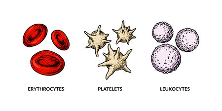Blood cells isolated on white background. Hand drawn erythrocytes, leukocytes and platelets. Scientific biology illustration in sketch styleのイラスト素材
