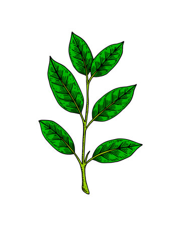 Green tea brunch with leaves. spring fresh foliage. Hand drawn botanical vector illustration in colored sketch styleのイラスト素材