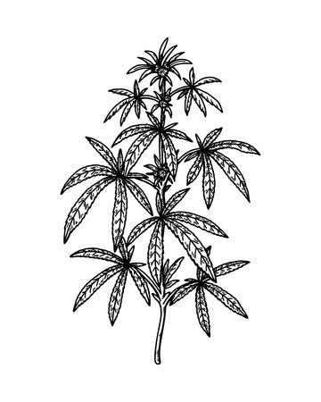 Cannabis branch sketch. marijuana botanical drawing. Hand drawn realistic vector illustration.のイラスト素材