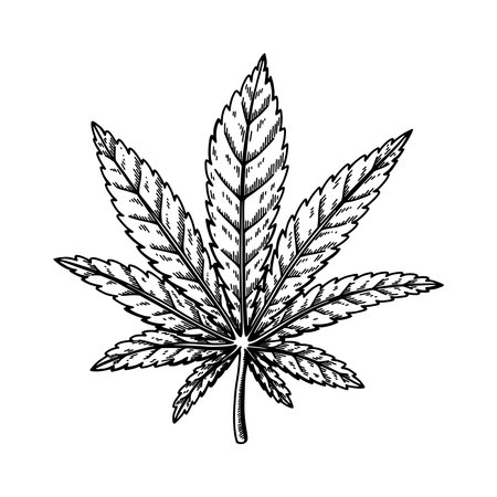 Cannabis leaf sketch. marijuana botanical drawing. hand drawn vector illustrationのイラスト素材