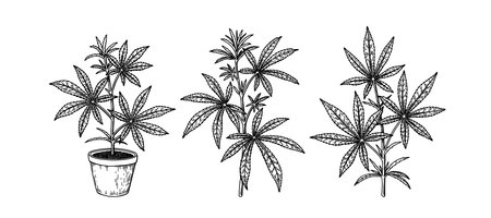 Set of cannabis branches and potted hemp plant. Hand drawn marijuana design elements. Vector illustration in sketch styleのイラスト素材