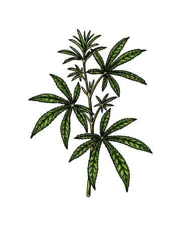 Cannabis branch sketch. marijuana botanical drawing. hand drawn realistic vector illustrationのイラスト素材