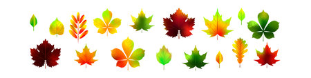 Autumn leaves isolated on white background. Realistic botanical vector illustration. Fall colorful...