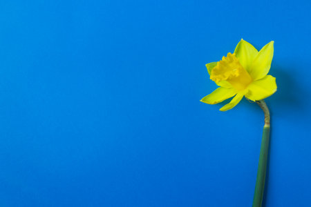 Single yellow narcissus flowers on the freedom blue color background. Stop Putin. Stop war in Ukraine.の写真素材