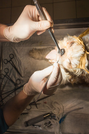 Hands of man veterinary surgeon in process of dog nose surgery with necessary tools. Doctors hands in white gloves.の写真素材