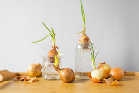Group of sprouted onion bulbs witn green young sprouts on the wooden table and white background.の写真素材