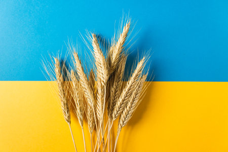 Ears of wheat on the national flag of independence Ukraine. Freedom blue and energizing yellow colors.の写真素材