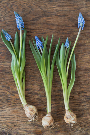 Three bulbs of blue muscari spring flowers with green leaves isolated on the wooden background. Home gardening concept.の写真素材