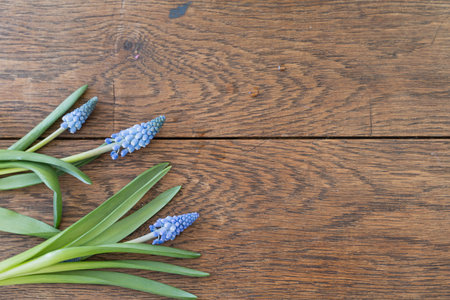Blue muscari spring flowers with green leaves isolated on the wooden background. Home gardening concept.の写真素材