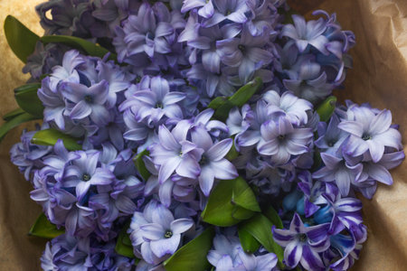 Top view of blue hyacinth flowers with green leaves. Spring flowers background.の写真素材