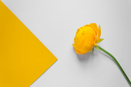 Single beautiful yellow ranunculus flower with green stem, isolated on white and yellow background.の写真素材