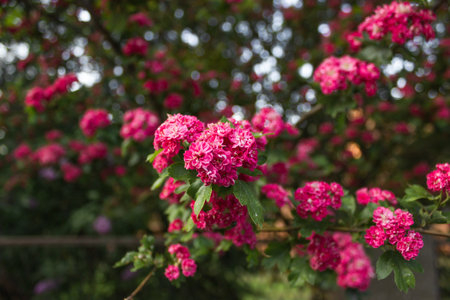 Hawthorn medicinal plant. Pink flowers on a flowering branches of hawthorn tree.の写真素材