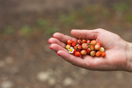 Senior womans hand holding wild red strawberries with flower over nature background. Summer harvesting.の写真素材