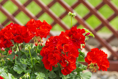 Red geranium flowers with green leaves in summer garden veranda. Bright pelargonium in private...