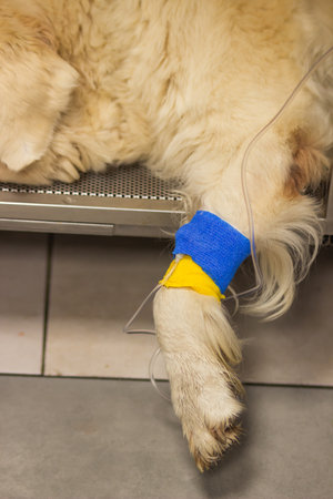 Golden Retrievers dog paw with catheter for a dropper under a blue and yellow bandage. Intravenous supply of drug.の写真素材