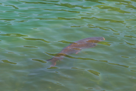 Large black wild carp fish swimming under clean blue water in the city pond. Nature background.