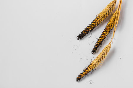 Burnt charred ears of wheat isolated on the white background. Concept of hunger and food crisis in Europe and Africa.の写真素材