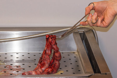 Doctors hand holds the dogs pyometra uterus with surgical forceps. Uterus inflammation after...