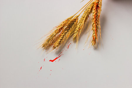 Bunch of dry ears of wheat in red blood isolated on the white background. Concept of food crisis and hunger.の写真素材